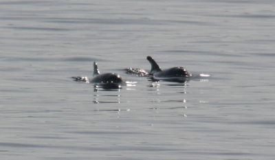 Bottle-nosed Dolphin