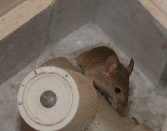 Mouse