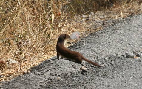 Weasel