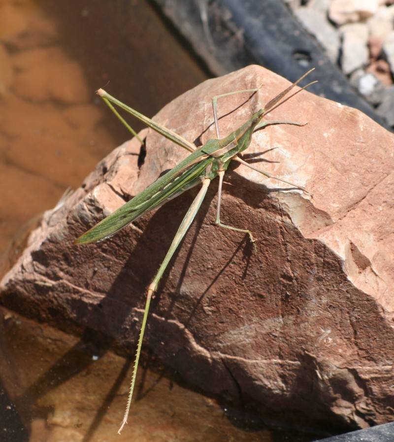 Nosed Grasshopper