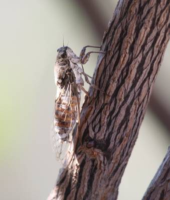 Cicada