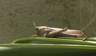 Egyptian Grasshopper