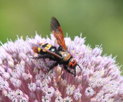 Scolia flavifrons