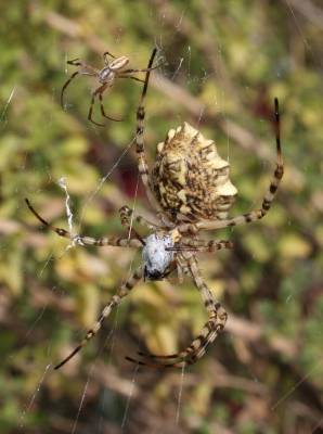 Argiope lobata