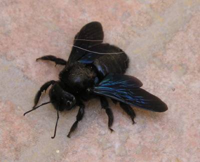 Carpenter Bee