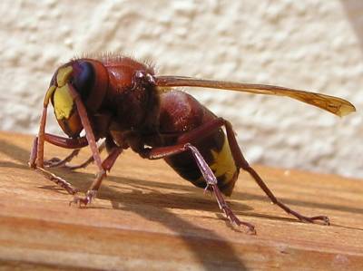 Hornet