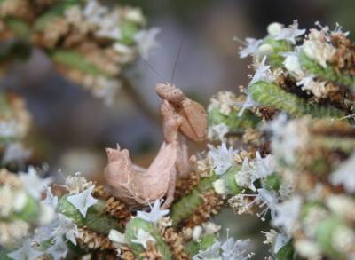 Praying Mantid