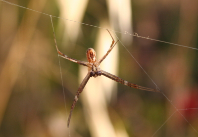 Male Argiope Lobata