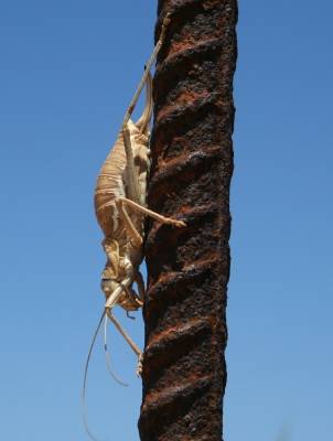 Ephippiger