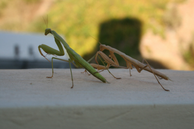 Praying Mantid