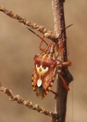 ? Sloe Bug