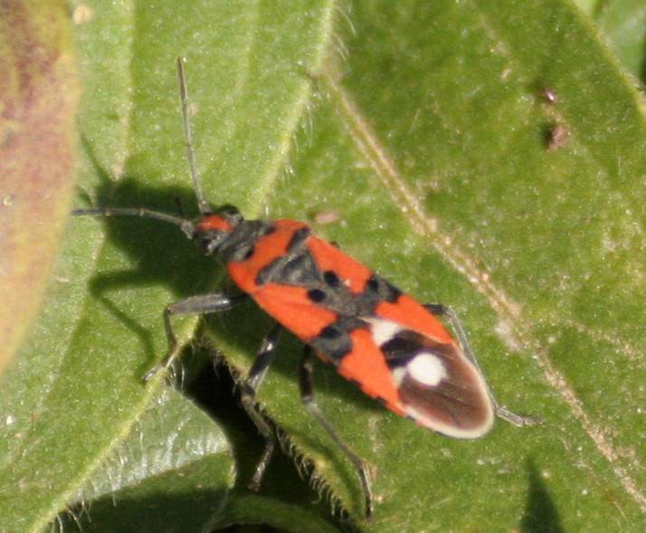 Lygaeus equestris