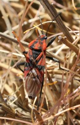 Lygaeus saxatilis