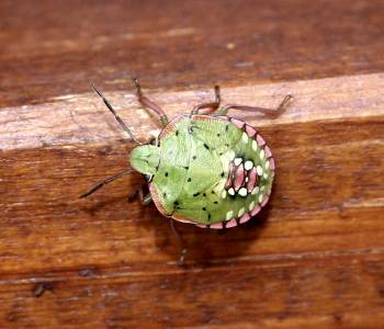 Nezara viridula