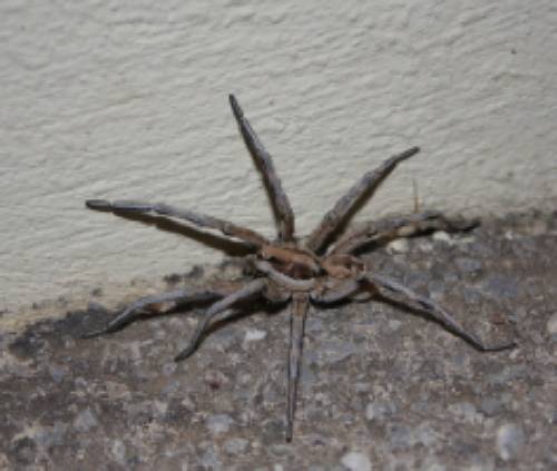 ? Wolf Spider