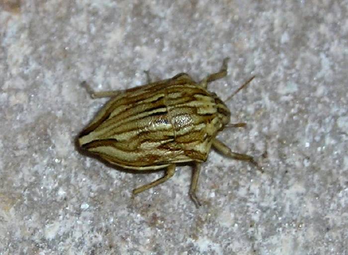 Ancyrosoma albolineatum