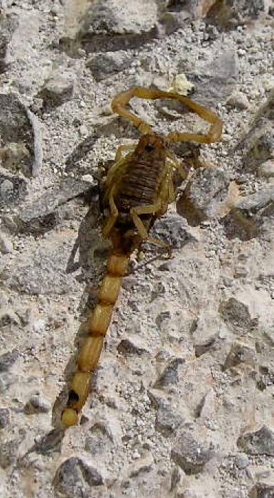 Scorpion