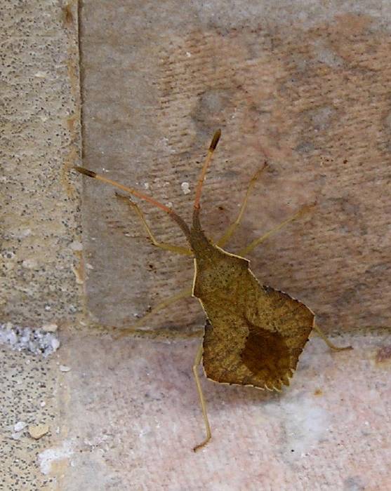Syromastes rhombeus