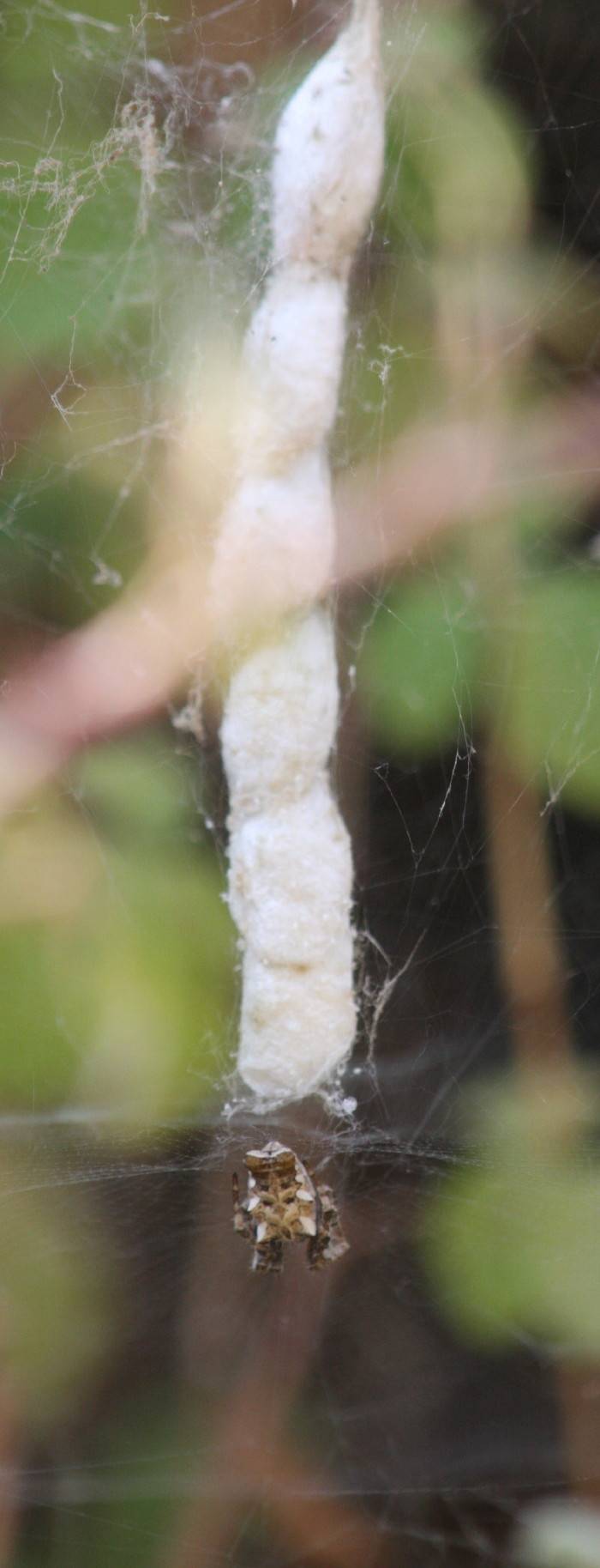 Tent-web Spider