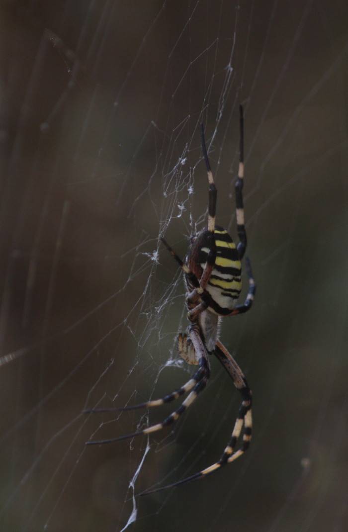Argiope bruennichi