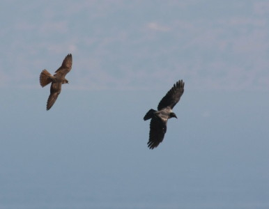 Eleonora's Falcon /Hooded crow