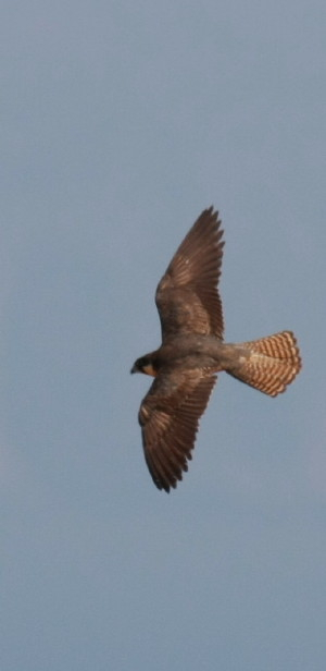 Eleonora's Falcon