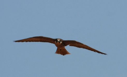 Eleonora's Falcon