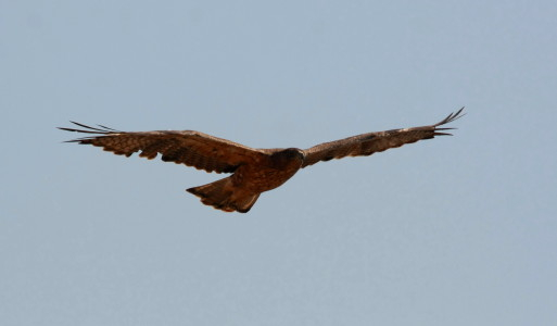 Bonelli's Eagle