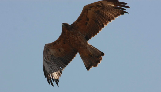 Bonelli's Eagle