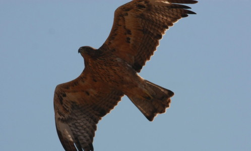 Bonelli's Eagle