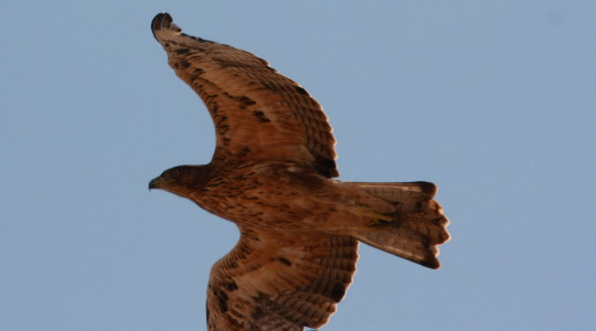 Bonelli's Eagle