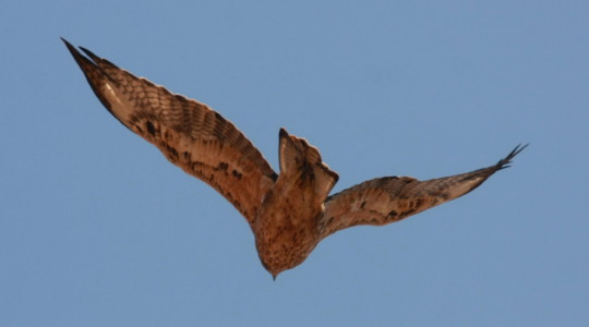 Bonelli's Eagle
