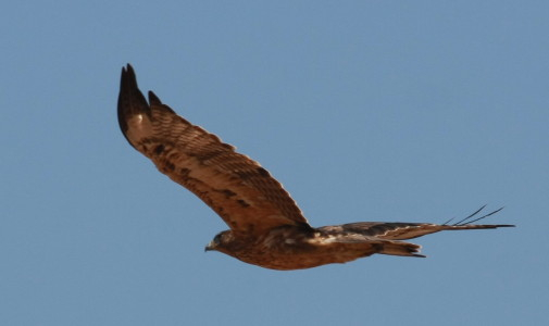 Bonelli's Eagle