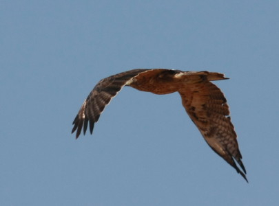 Bonelli's Eagle