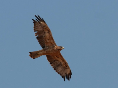 Bonelli's Eagle