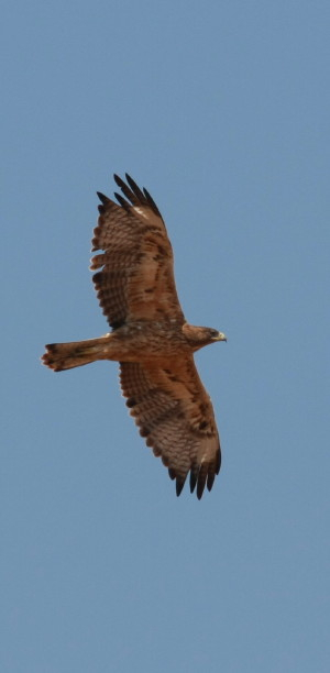 Bonelli's Eagle