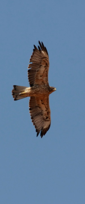 Bonelli's Eagle