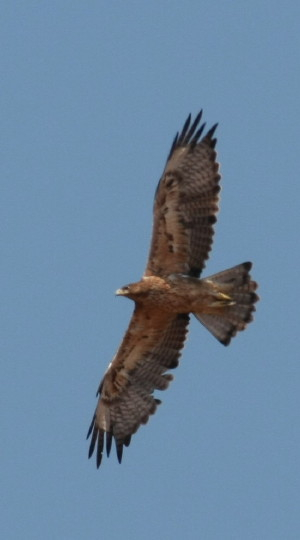Bonelli's Eagle