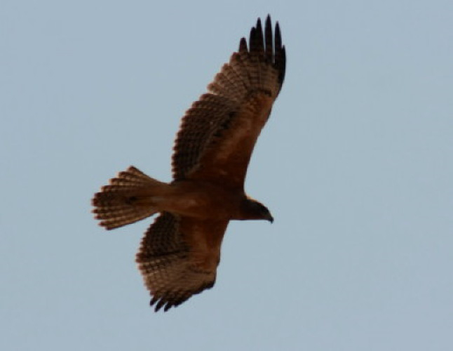 Bonelli's Eagle