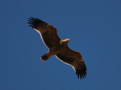 Eastern Imperial Eagle