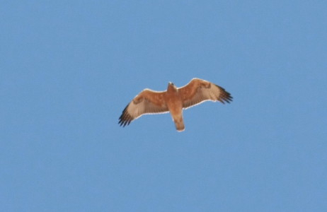 Bonelli's Eagle