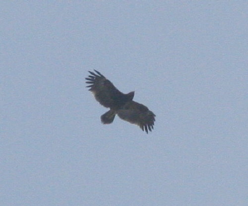 Greater Spotted Eagle