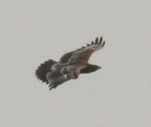 Greater Spotted Eagle