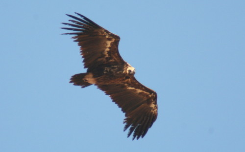 Black Vulture