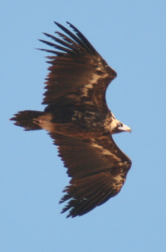 Black Vulture