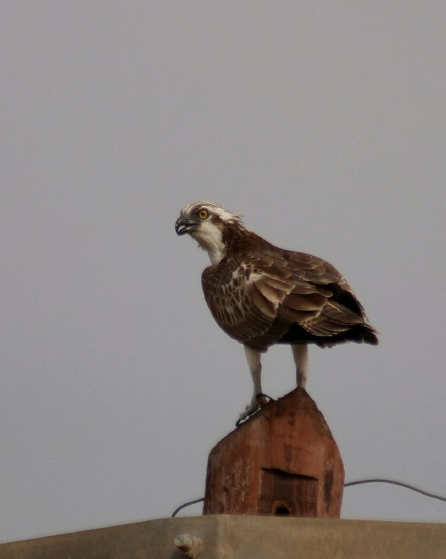 Osprey