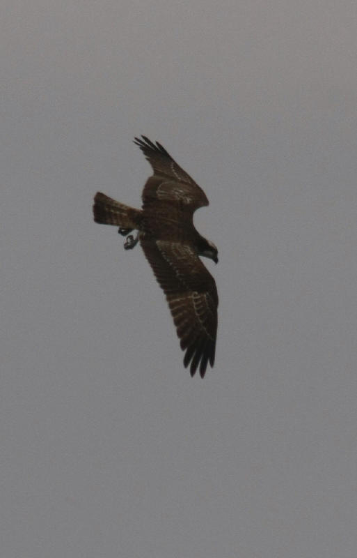 Osprey