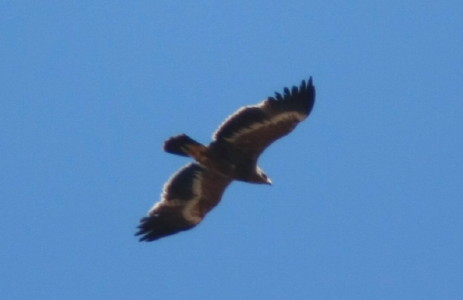 Steppe Eagle