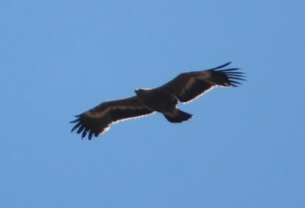 Steppe Eagle