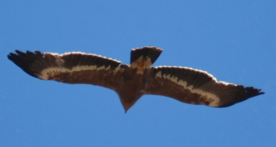 Steppe Eagle